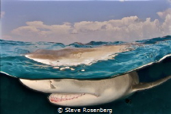Over Under of a Lemon Shark in the Bahamas, taken from th... by Steve Rosenberg 